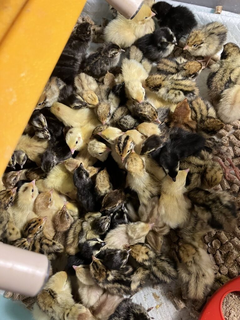 Day Old -1week Old Coturnix Quail Chicks