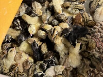 Day Old -1week Old Coturnix Quail Chicks