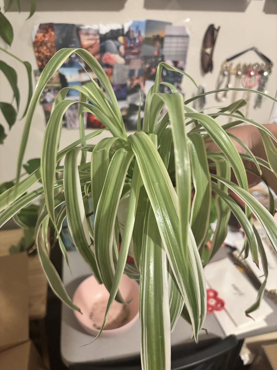 Snake plant