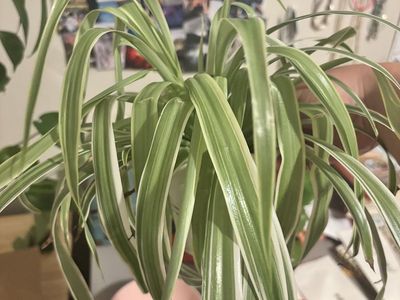 Snake plant
