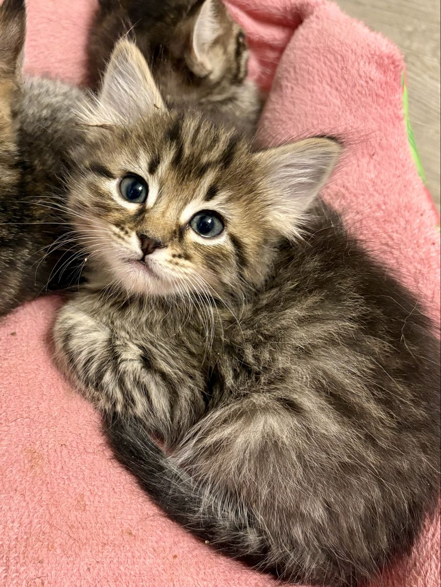 Sweet & Silly Tabby Boy Kitten
