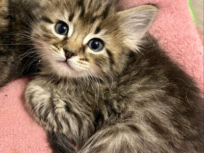 Sweet & Silly Tabby Boy Kitten