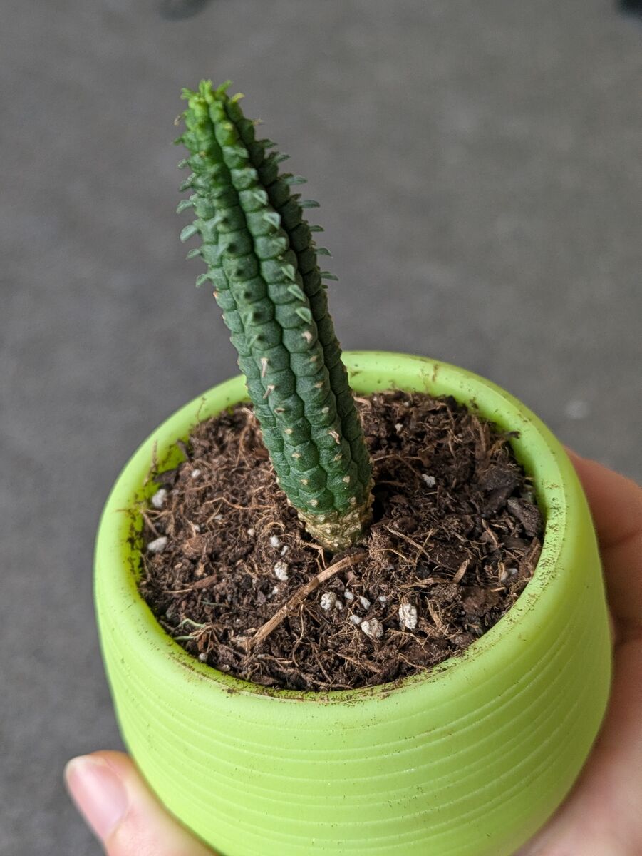 Indian corn cob cactus (Euphorbia mammillaris)