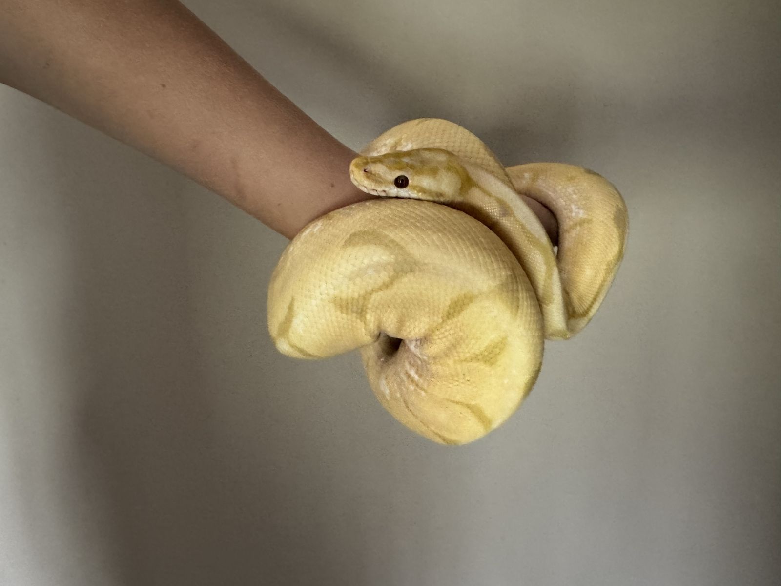 Female Ball Python - Spider Candino morph
