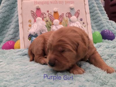 AKC Golden Retriever Puppies
