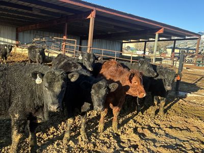 Cattle For Sale