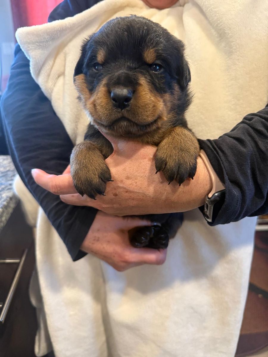 6 beautiful Rottweiler Puppies