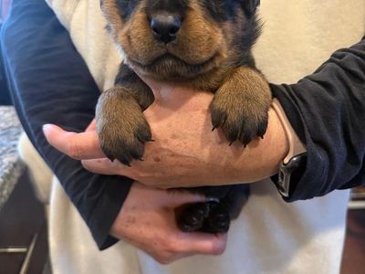 6 beautiful Rottweiler Puppies