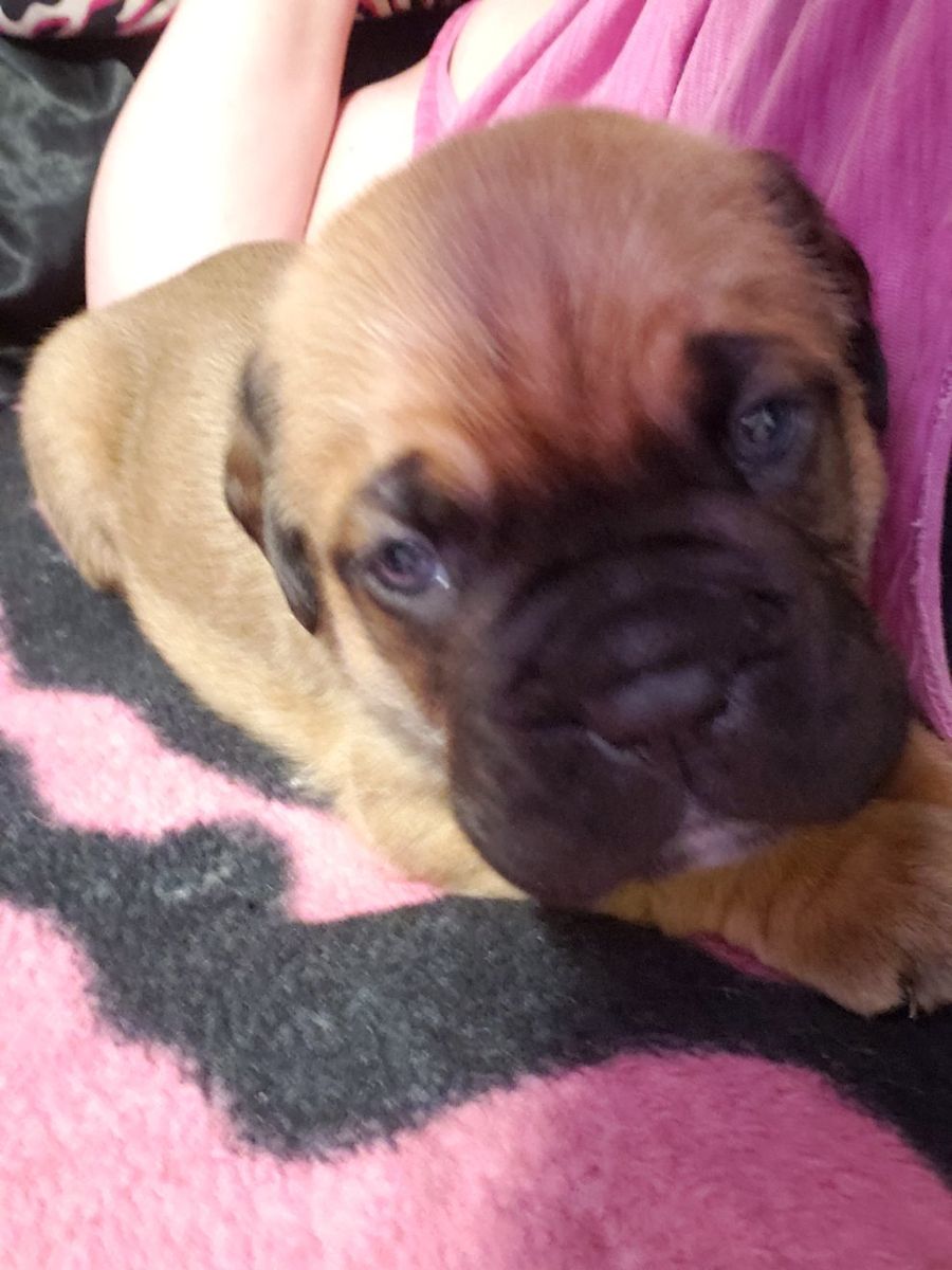 Cane Corso French Mastiff Puppies $600.00