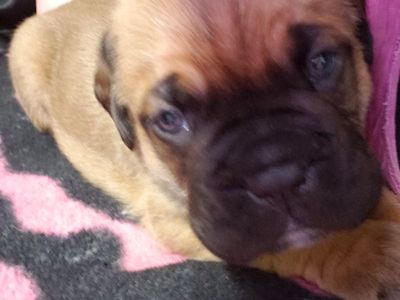 Cane Corso French Mastiff Puppies $600.00