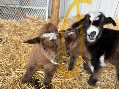 Blue eyed female Nigerian dwarf goat bottle baby