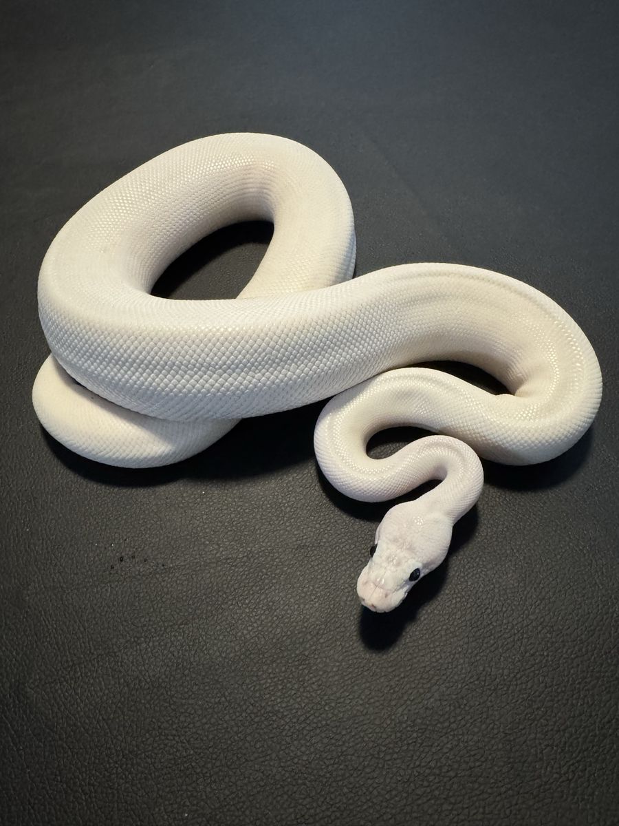 Ball Pythons - Moving Sale