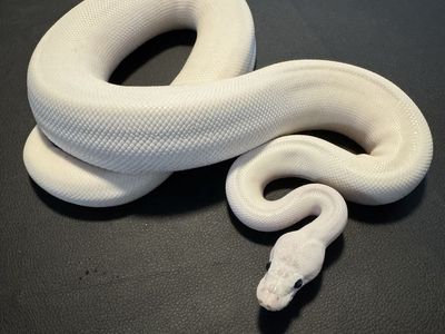 Ball Pythons - Moving Sale