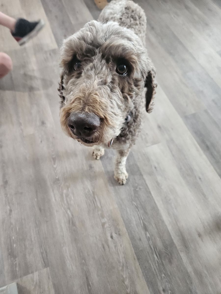 Adult Male Standard Poodle