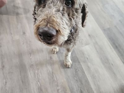 Adult Male Standard Poodle