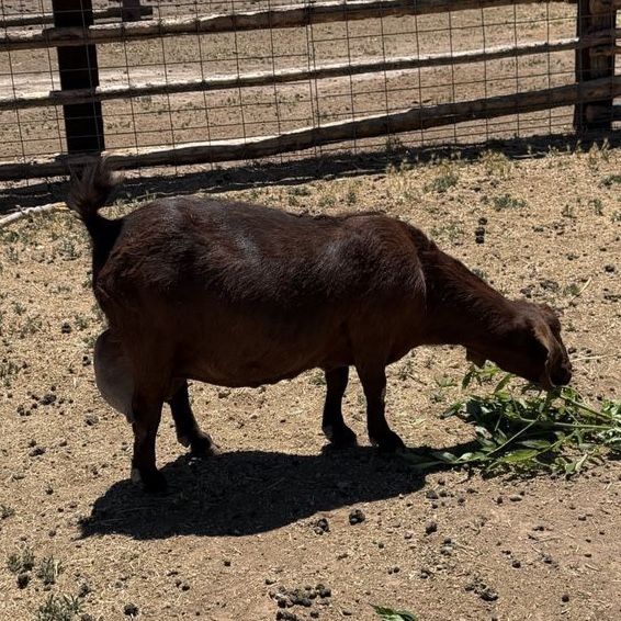 Full Boer Doe Nanny Goat