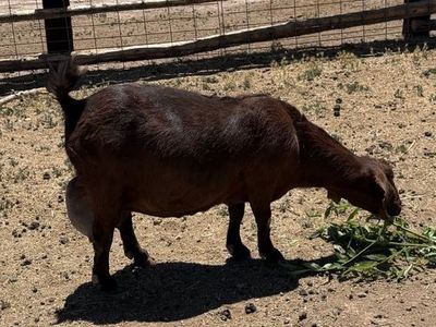 Full Boer Doe Nanny Goat