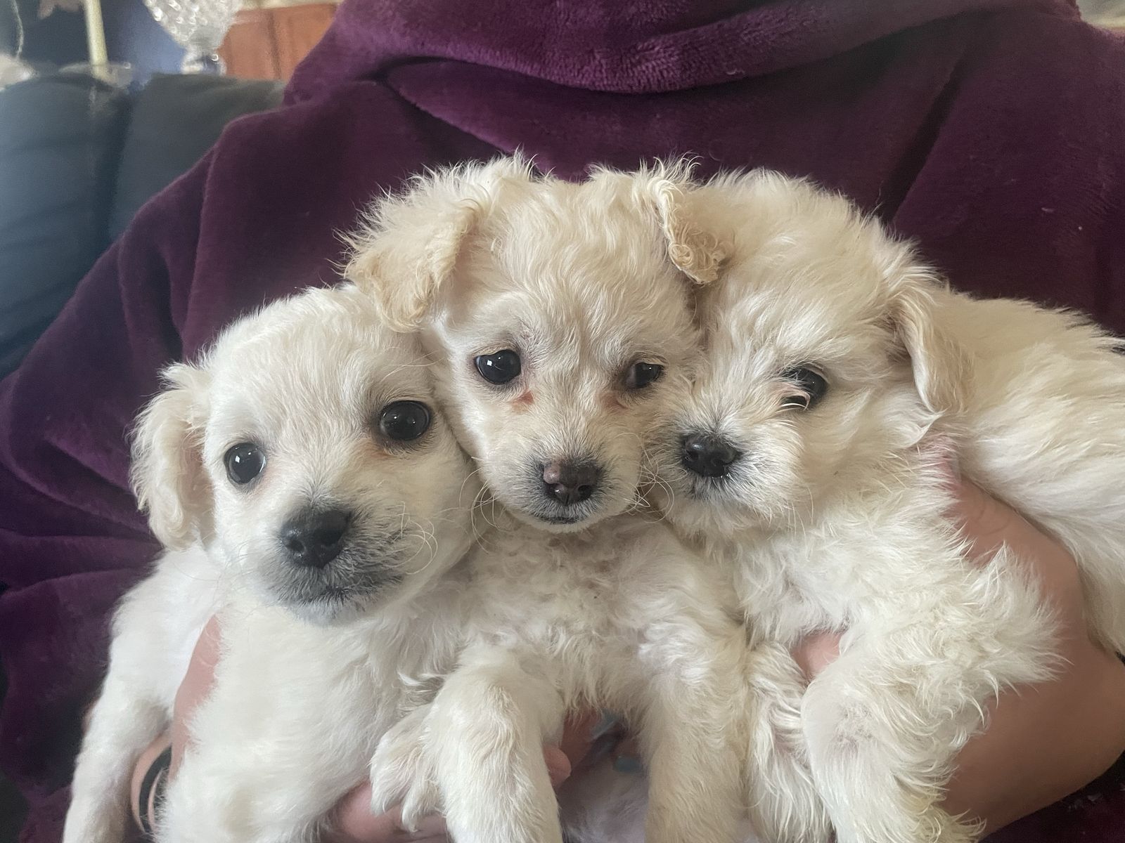 Elegant Maltese puppies
