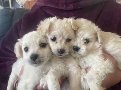 Elegant Maltese puppies