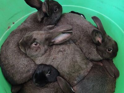 Rex Satin bunny rabbits