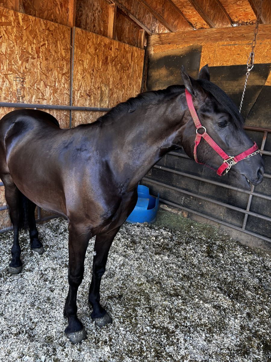Friesian/andalusian stud colt 