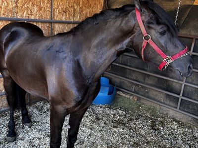 Friesian/andalusian stud colt