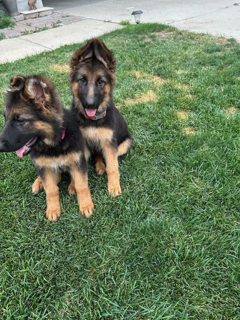 AKC German Shepherd Puppies - Black and Tan