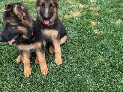AKC German Shepherd Puppies - Black and Tan