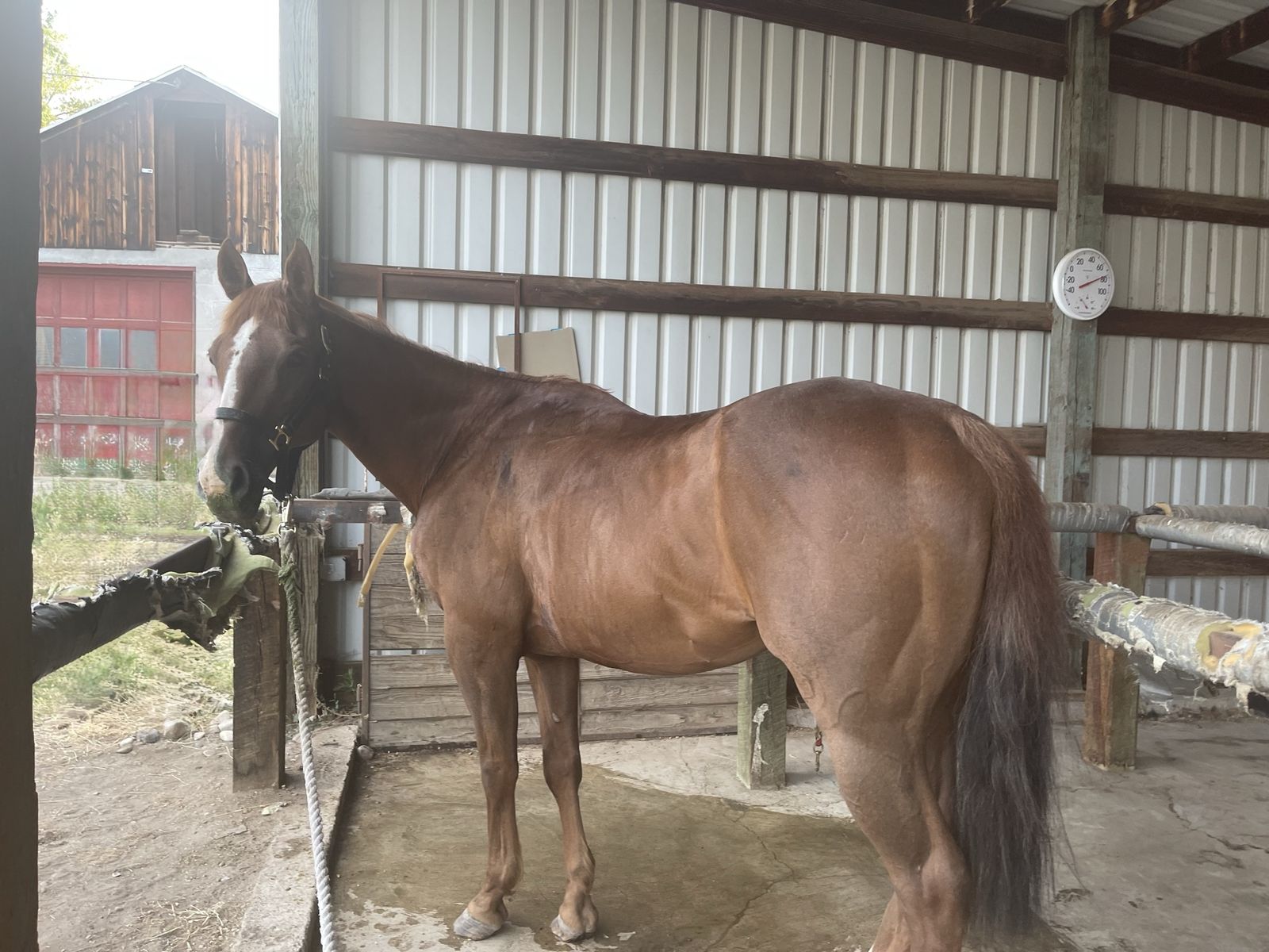 red mare