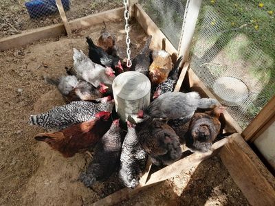 Flock of Chickens