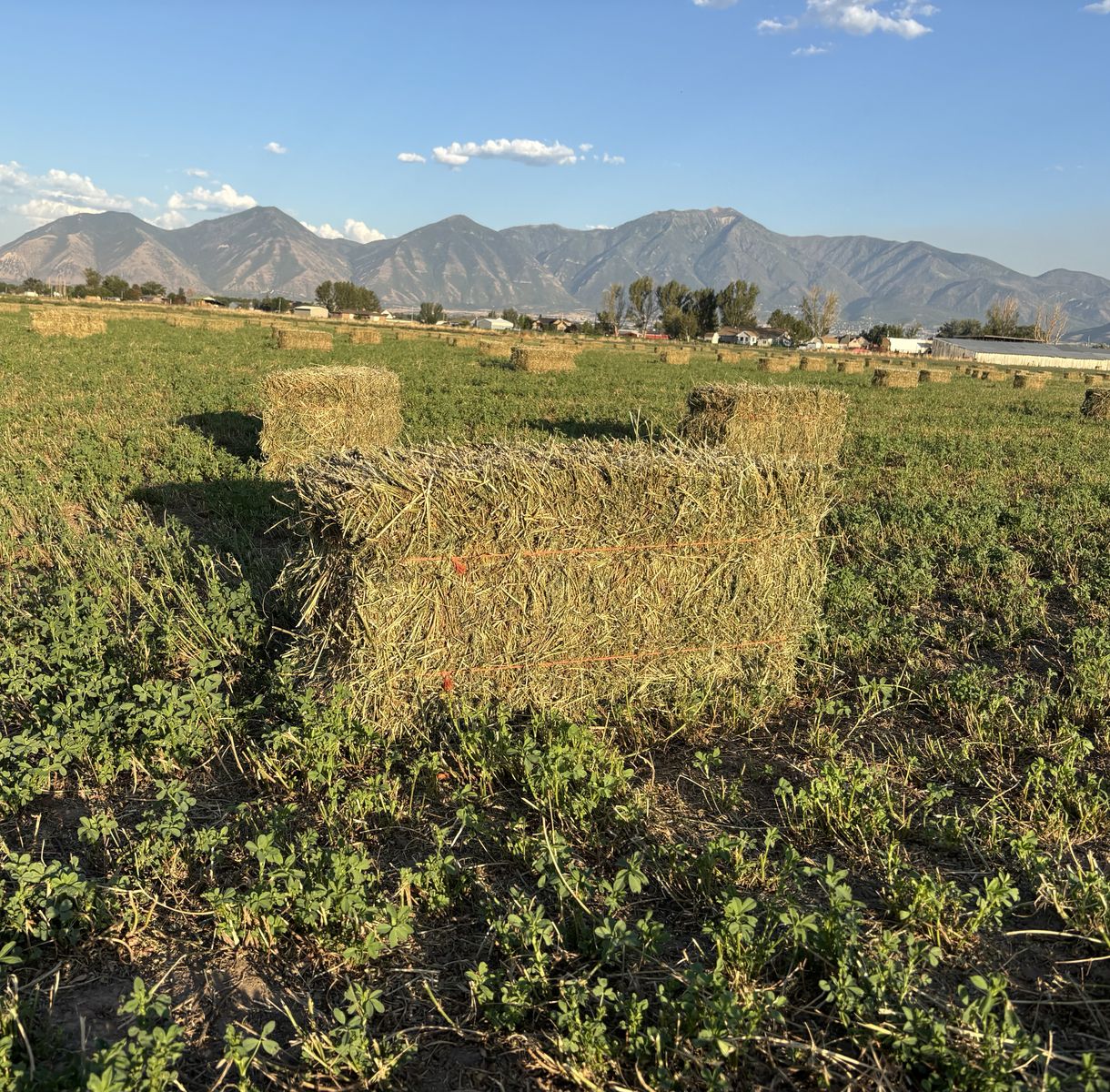 2nd crop weed free alfalfa hay