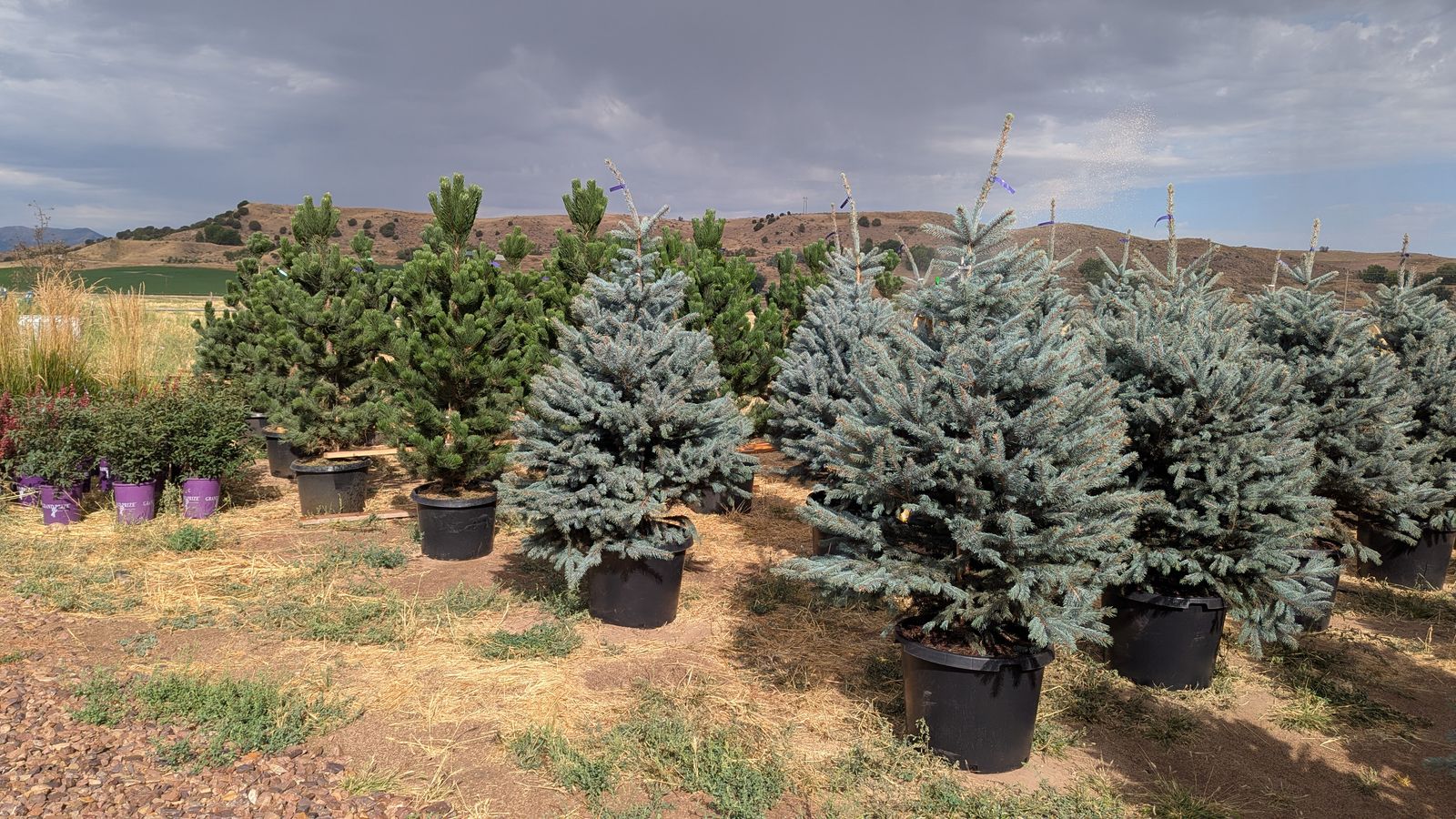 Colorado Blue Spruce, Oregon Green Austrian Pine