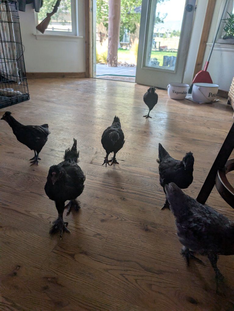 4 chicks