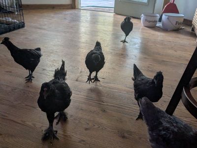4 chicks