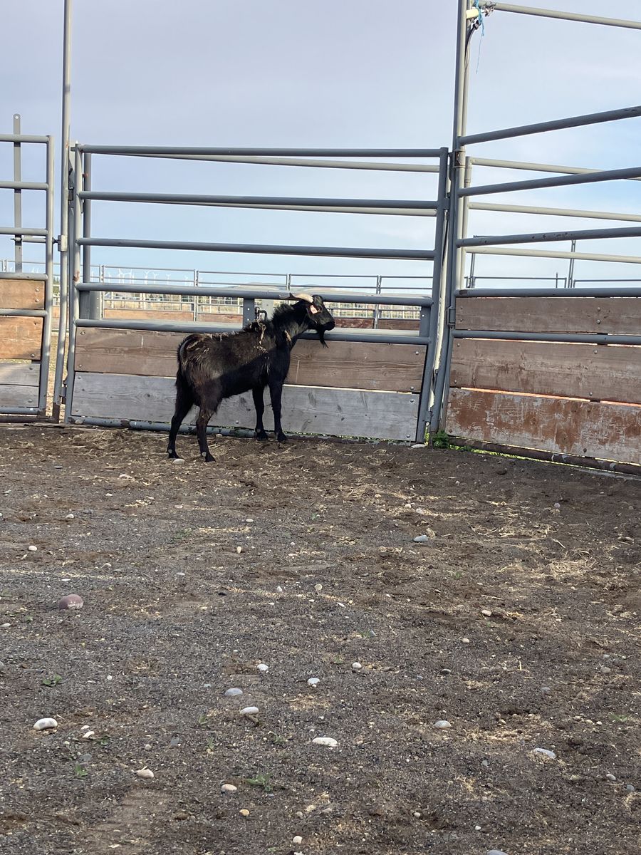 Commercial Spanish Buck