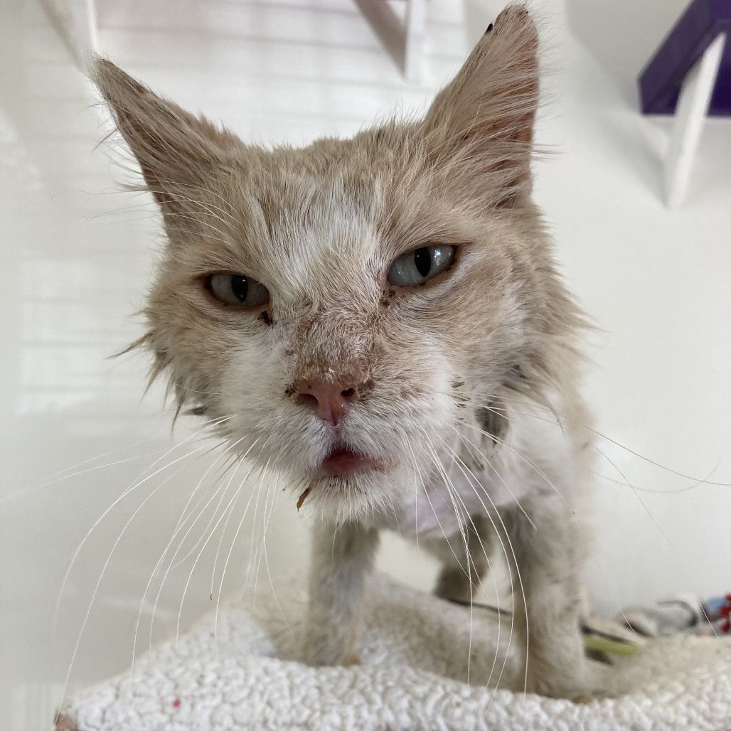 Hello my name is Wayans