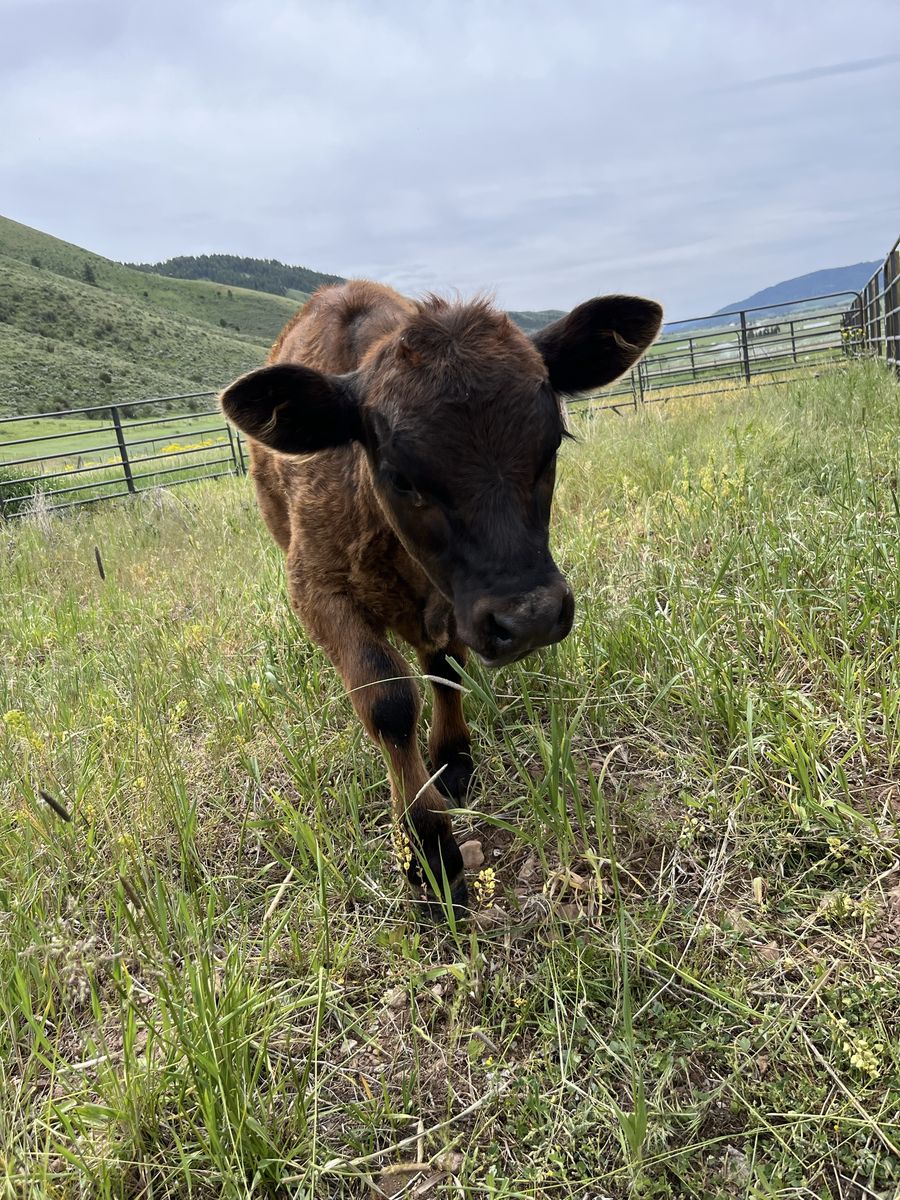 Mini Bull Calf