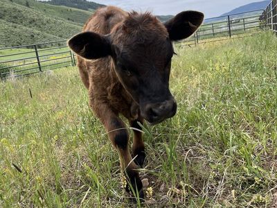 Mini Bull Calf