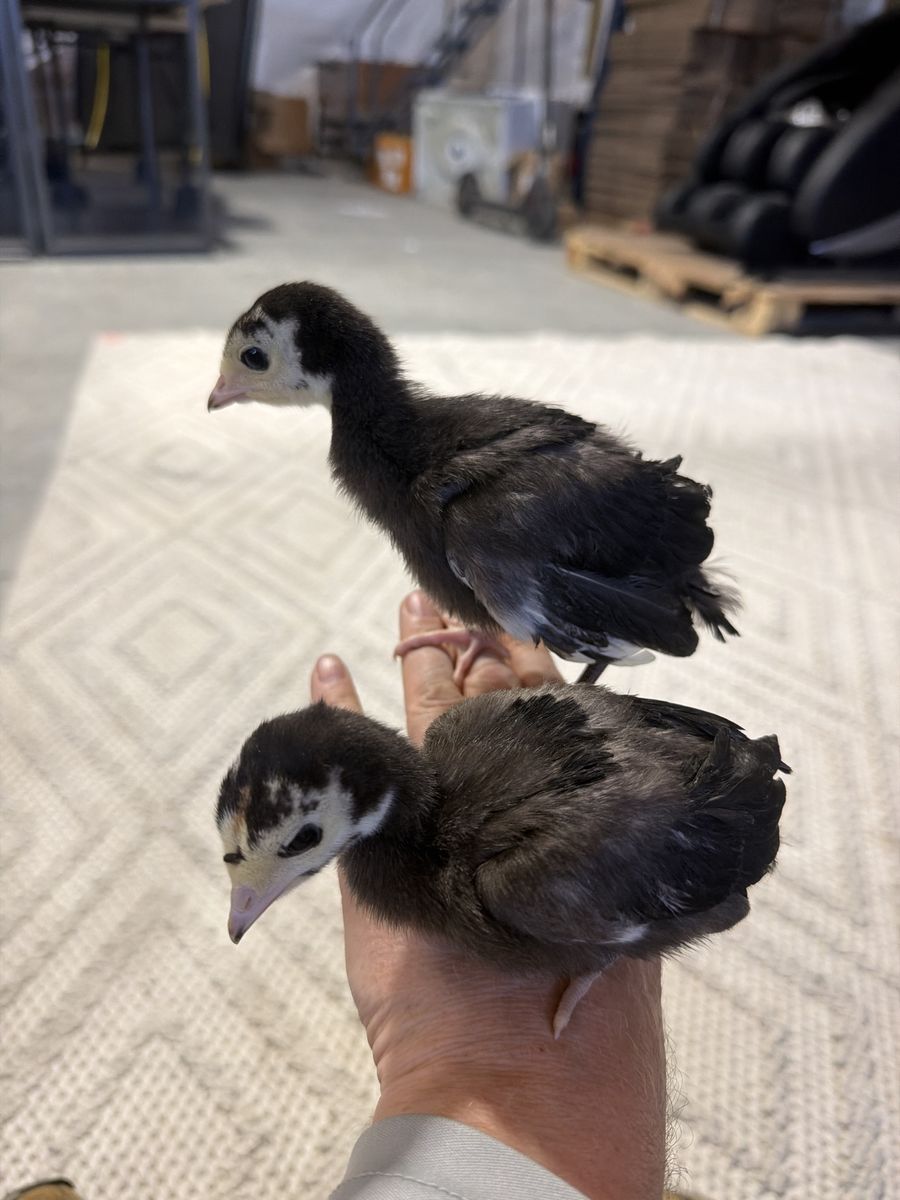 Heritage turkeys mixed variety