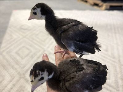 Heritage turkeys mixed variety