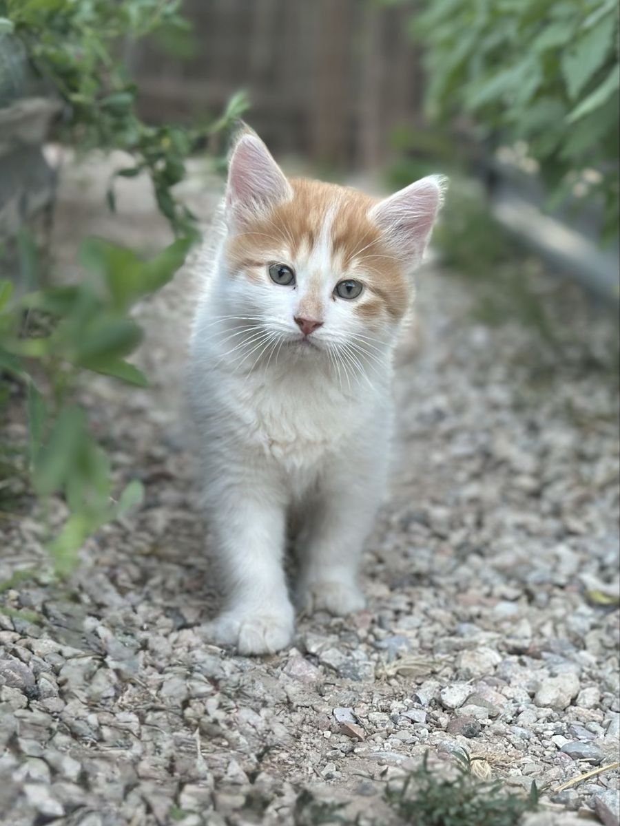 🤍🧡Ready Now!! Long Haired Orange And White Kittens
