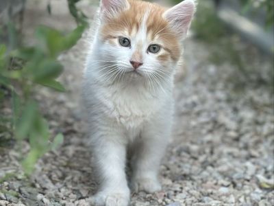 🤍🧡Ready Now!! Long Haired Orange And White Kittens
