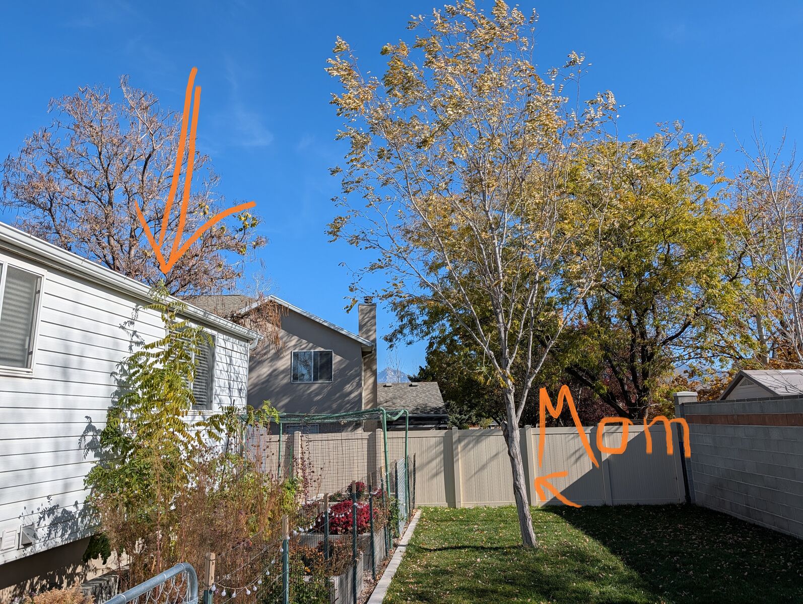 Purple Robe Locust Tree - You Dig - $75