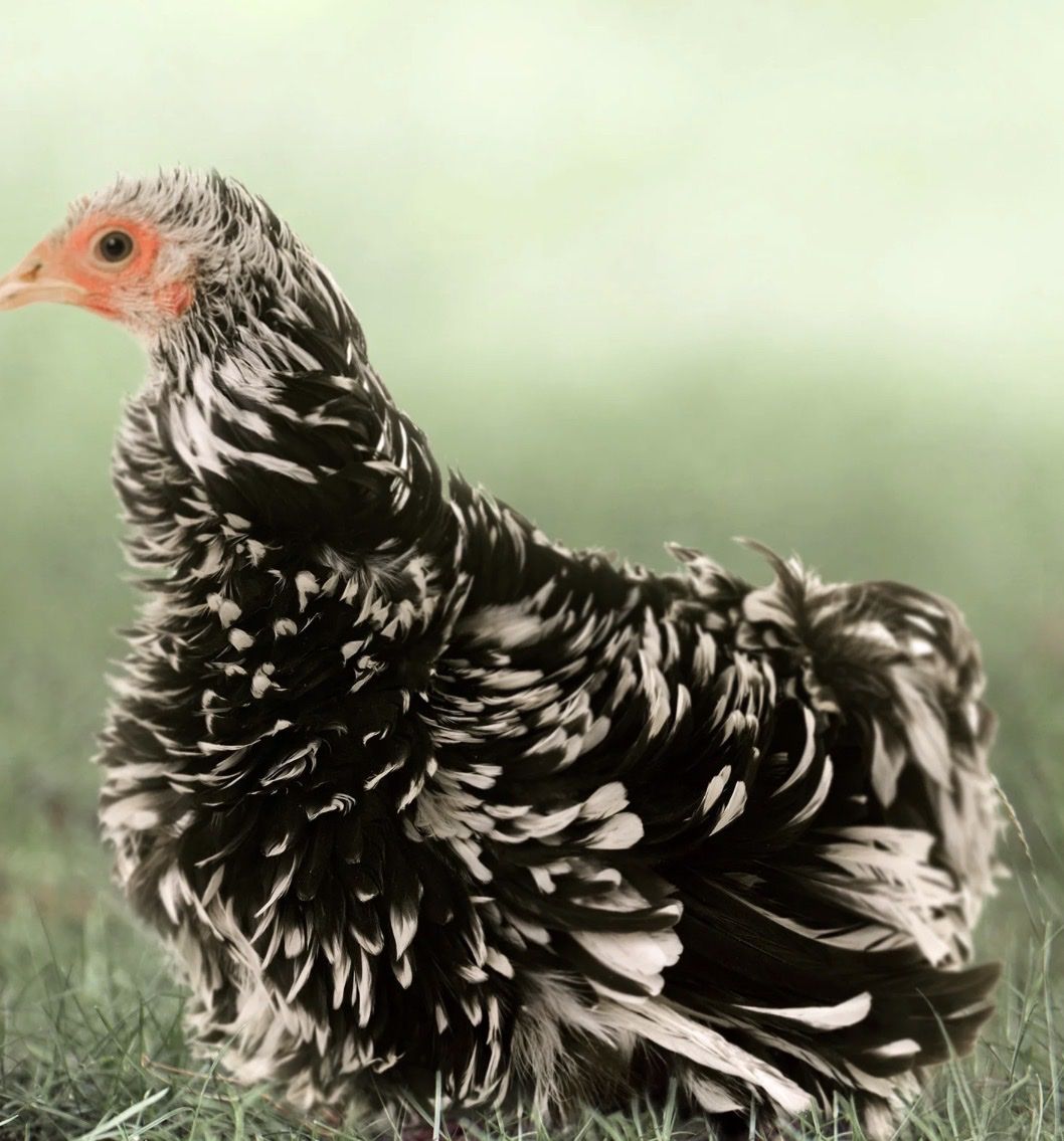 Bantams Roosters