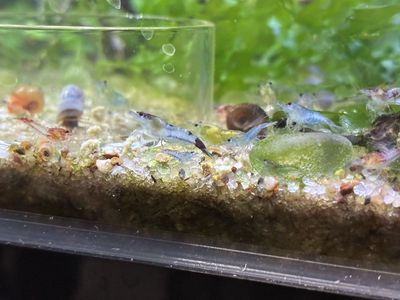 Cull Neocaridina Shrimp