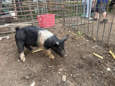 Feeder pig 4 months old