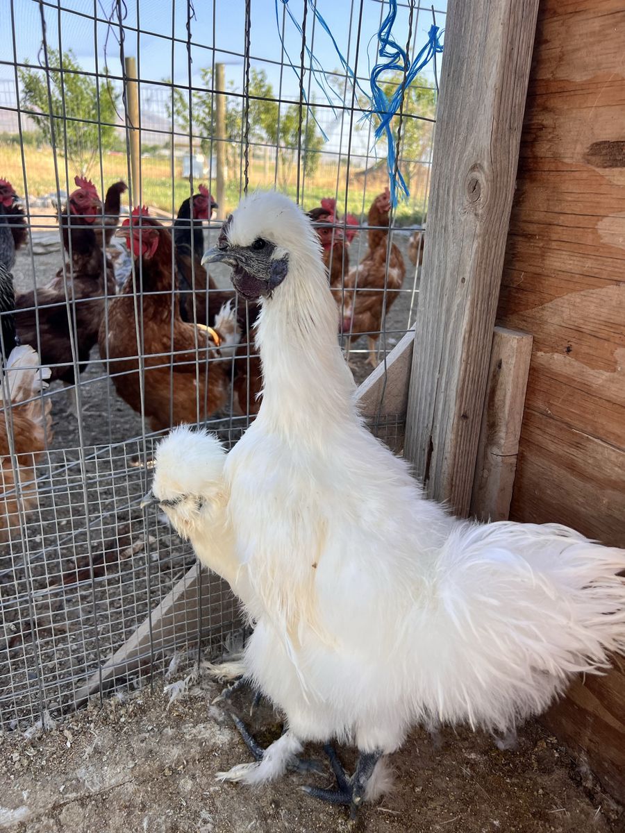 While Silkie Roosters