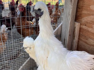 While Silkie Roosters