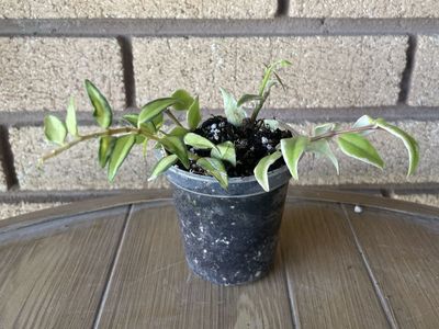 Hoya Bella Inner & Outer Variegated