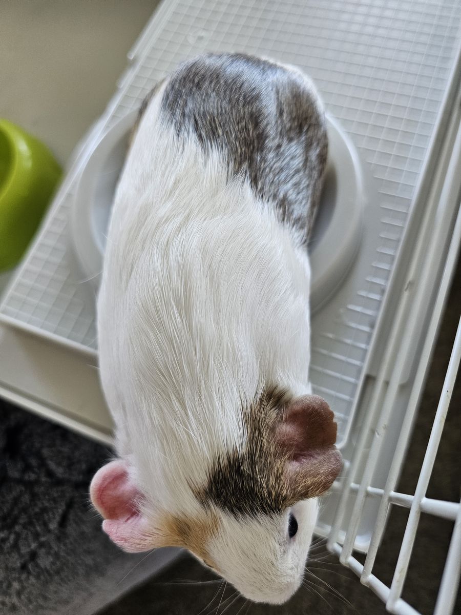 Guinea pig